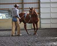 white-mane-morgan-horse