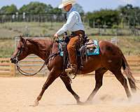 chocolate-sorrel-reining-horse