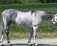 grey-quarter-horse-gelding