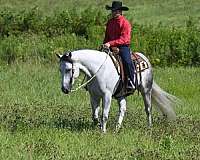 grey-aqha-gelding