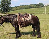 black-gelding-for-sale