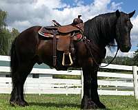 gypsy-sport-vanner-horse