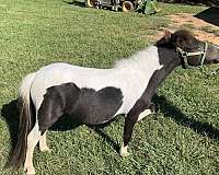 excellent-breeder-miniature-horse