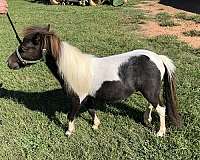 excellent-breeder-horse