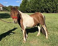 ferrier-miniature-horse