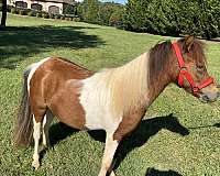 jewel-miniature-horse