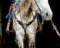 white-tail-quarter-horse