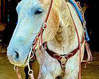 aqha-quarter-horse