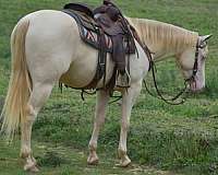 dun-perlino-aqha-gelding