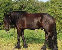 black-drill-team-trail-pony