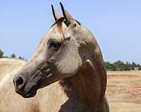 buckskin-aqha-horse