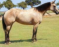 buckskin-aqha-mare