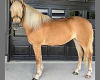 chestnut-mare-for-sale