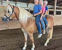 been-shown-haflinger-horse