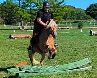 heart-haflinger-horse