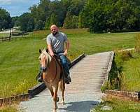 riding-lessons-haflinger-horse