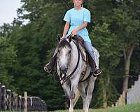 grey-aqha-gelding