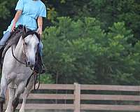 grey-aqha-horse