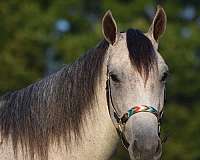 grey-gelding-for-sale