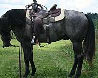 blue-roan-aqha-gelding