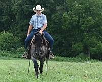 blue-roan-aqha-horse