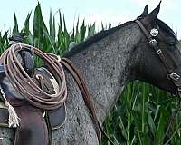 blue-roan-gelding-for-sale