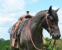 aqha-gelding