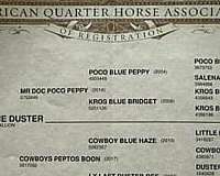 blue-roan-quarter-horse-for-sale