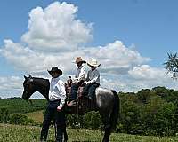 14-hand-quarter-horse-gelding