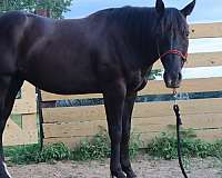 black-aqha-gelding