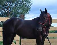 black-aqha-horse