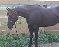 black-gelding-for-sale