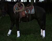 14-hand-quarter-horse-gelding