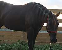 aqha-gelding