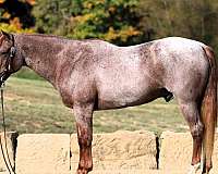 beginner-quarter-horse