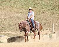 ridden-english-quarter-horse