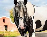 tobiano-pleasure-horse