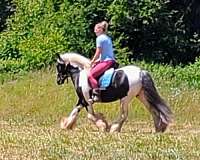 tobiano-horse