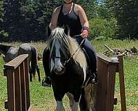 all-around-gypsy-vanner-horse