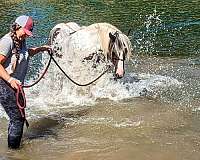 athletic-gypsy-vanner-horse