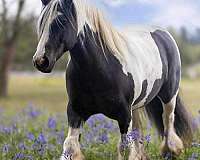 beginner-gypsy-vanner-horse