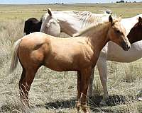 athletic-quarter-horse