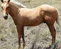 breeding-quarter-horse