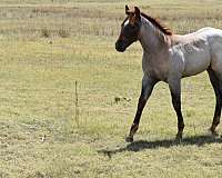 athletic-quarter-horse