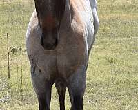 ranch-work-quarter-horse