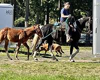 appaloosa-colt