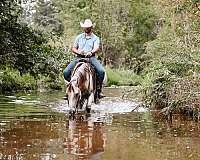 dressage-quarter-horse