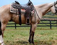 horsemanship-quarter-horse