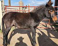 blue-roan-mule-weanling