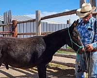 blue-roan-weanling-for-sale